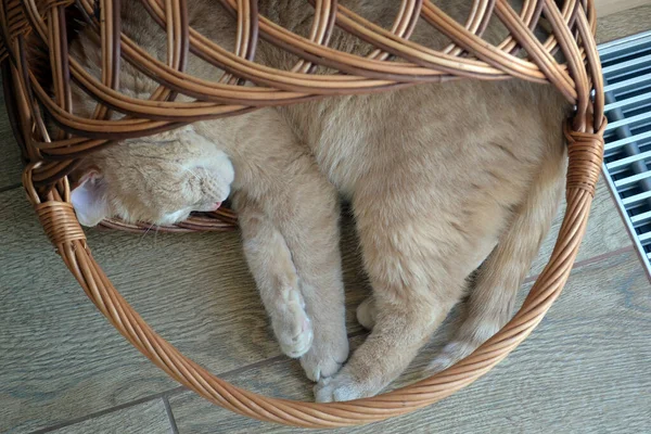 Bege gengibre gato dorme em uma cesta de vime invertida — Fotografia de Stock