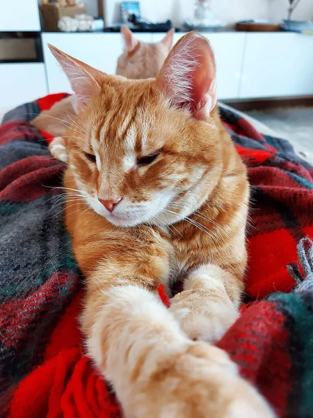 Un chat domestique tabby au gingembre repose sur une couverture — Photo