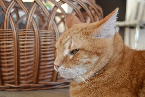 En vuxen röd tabby katt sitter nära korgen — Stockfoto