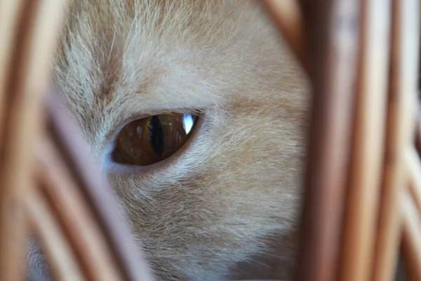 Close-up do olho castanho de um gato bege olhando através das barras — Fotografia de Stock