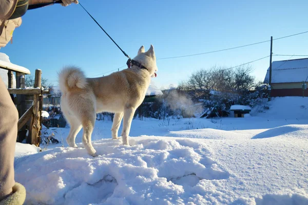 Die Weiße Reinrassige Hündin Laika Geht Winter Mit Ihrer Besitzerin — Stockfoto