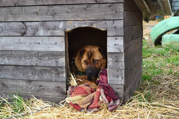 Cão Marrom Dormindo Canil Madeira — Fotografia de Stock