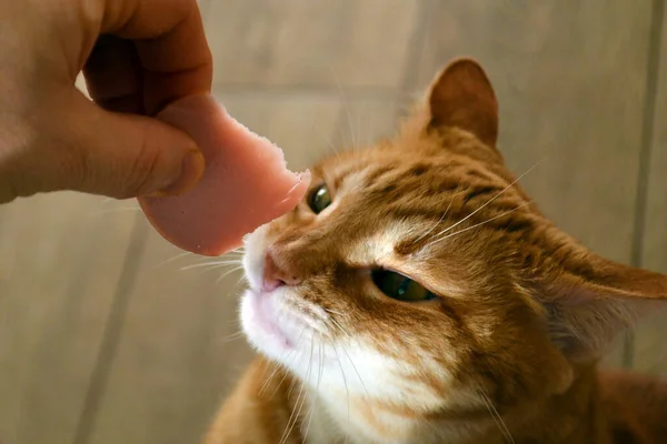 有趣的生姜肥猫嗅闻男人手里的香肠 — 图库照片