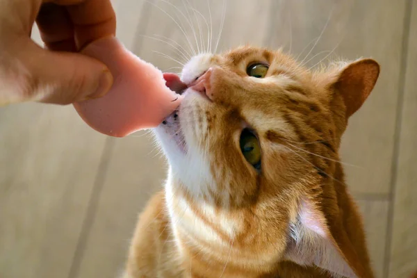 Gato Pastilha Gengibre Consegue Linguiça Alimentada Por Uma Mão Humana — Fotografia de Stock