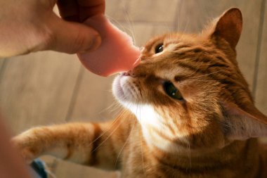 Kızıl bir kedi, bir elle beslenen sosise uzanır.