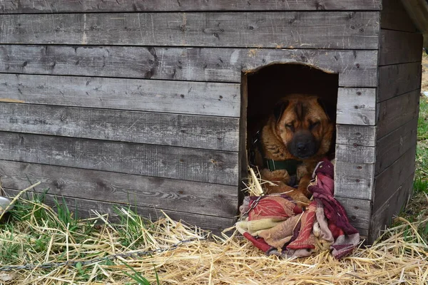 Brun hund sover i en kennel — Stockfoto
