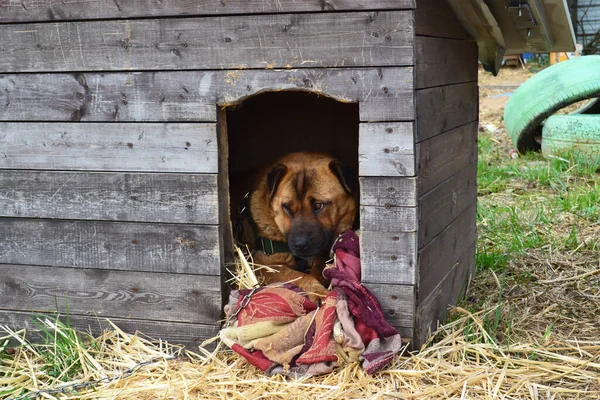Perro marrón durmiendo en una perrera — Foto de Stock