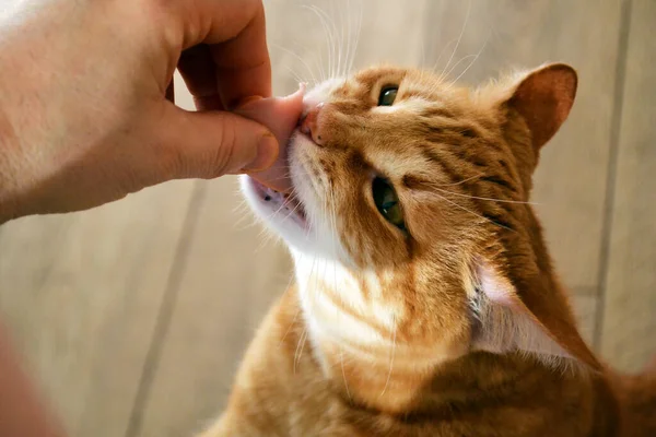 Zrzavá kočka sáhne po klobáse krmené rukou — Stock fotografie