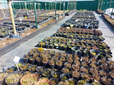 Bitki yetiştirme tesisinde satılık saksılar.