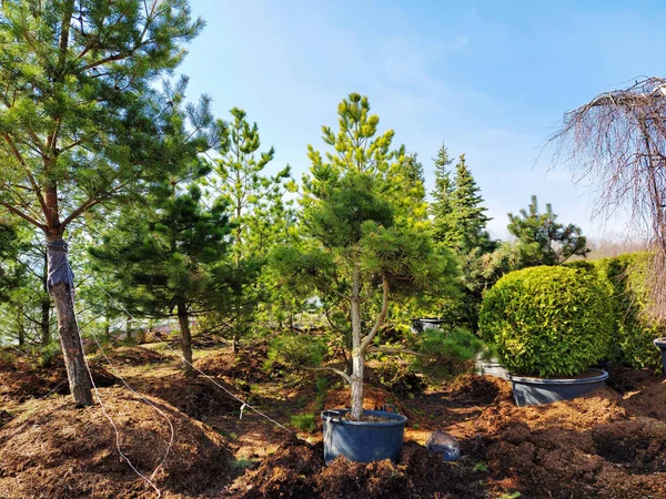 Venta de árboles en el centro jardín — Foto de Stock