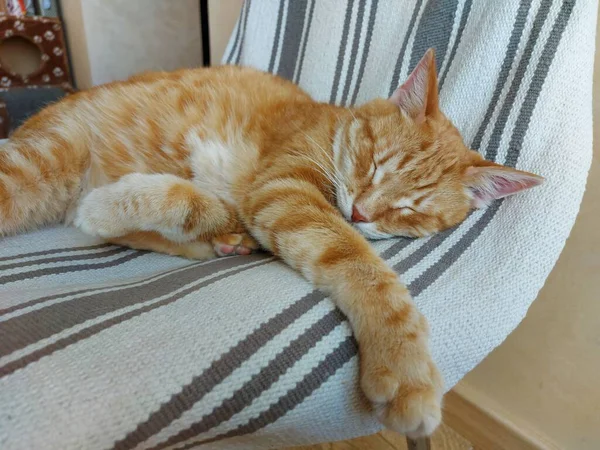 Крупный план сонного рыжего кота — стоковое фото