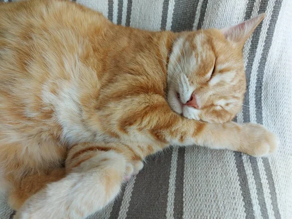 一只熟睡的生姜猫的特写 — 图库照片