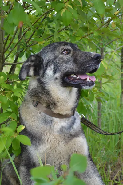 灰色の犬のクローズアップの肖像 — ストック写真