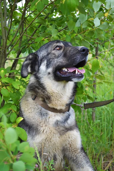 Gri bir köpeğin portresi. — Stok fotoğraf