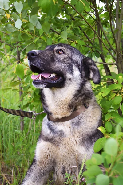 Retrato de un perro gris de cerca —  Fotos de Stock