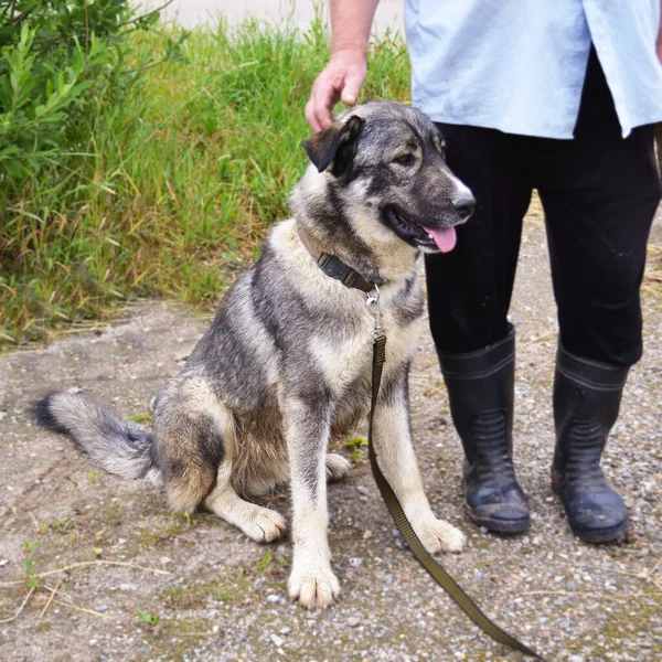 大きな灰色の犬が主人の足元に腰を下ろしている 犬のハンドラーと犬の訓練 — ストック写真