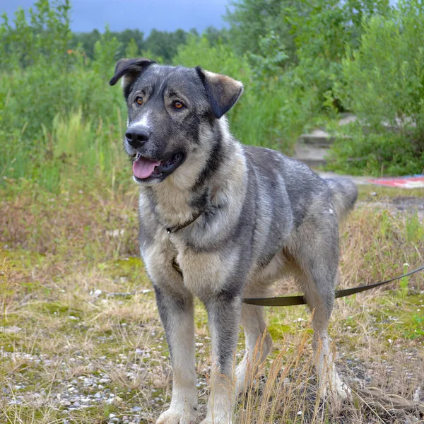 Stor Grå Hund Står Full Tillväxt Och Ser Fram Emot — Stockfoto