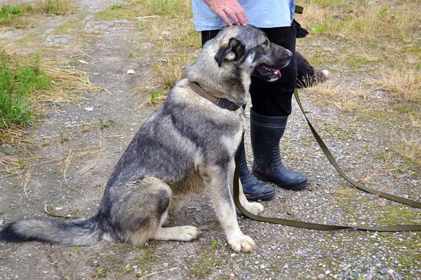 这个人把一只灰色的大狗拴在一条皮带上 坐在他的脚边 与狗管理员一起训练狗 — 图库照片