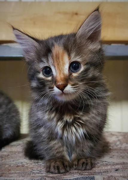 Retrato Uma Sentada Cinza Macio Tabby Gatinho Cor Incomum Close — Fotografia de Stock