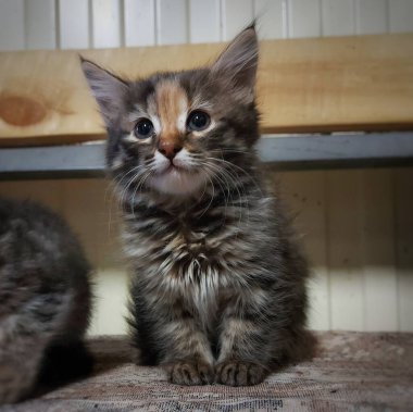 Oturan gri tüylü bir kedinin portresi, alışılmadık bir renk. Bir kediye yakın çekim