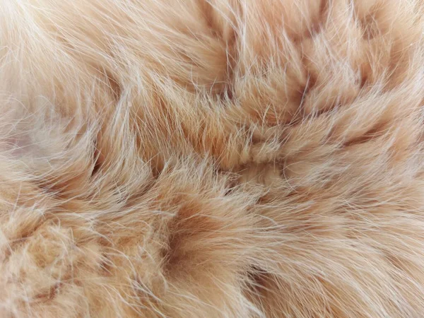 家养红条猫的自然毛皮背景 — 图库照片