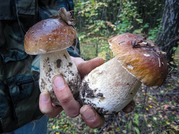 Adam elinde, ormanda toplanmış yenilebilir porcini mantarlarını tutuyor.