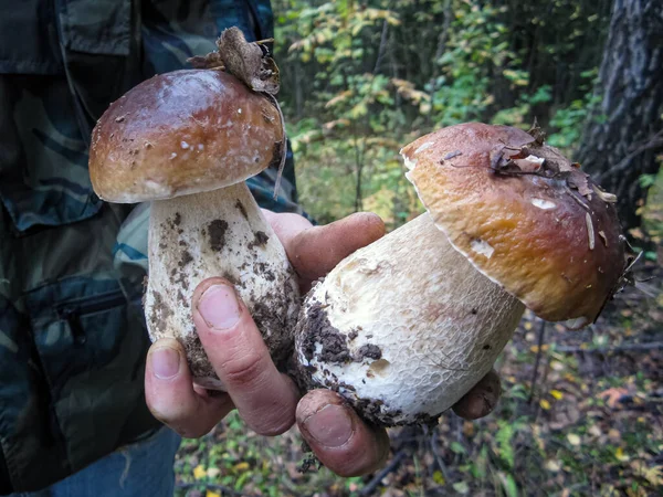 Homem Segura Sua Mão Cogumelos Porcini Comestíveis Coletados Floresta Fotos De Bancos De Imagens
