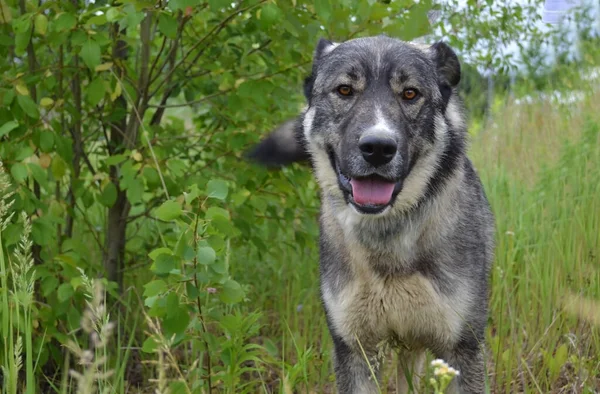 灰色の犬のクローズアップの肖像 — ストック写真