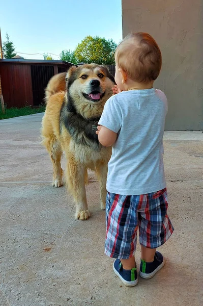 En lille dreng står ved siden af en stor shaggy hund - Stock-foto