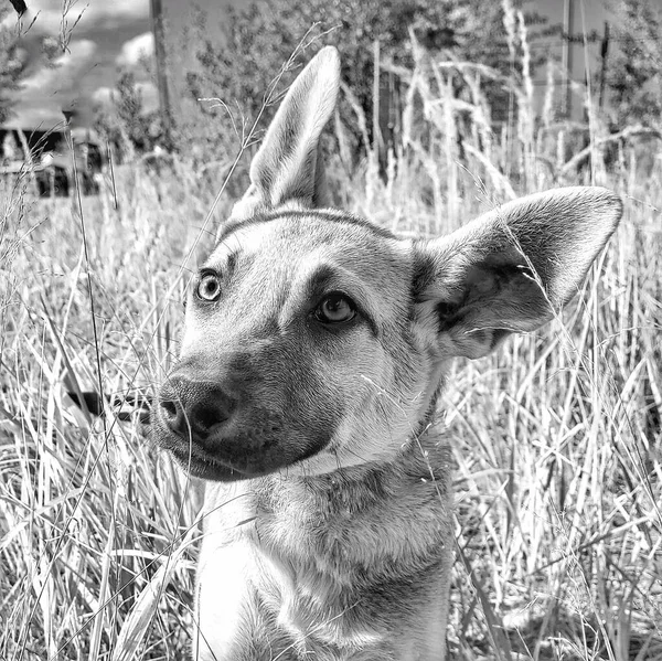 Retrato en blanco y negro de un cachorro divertido — Foto de Stock