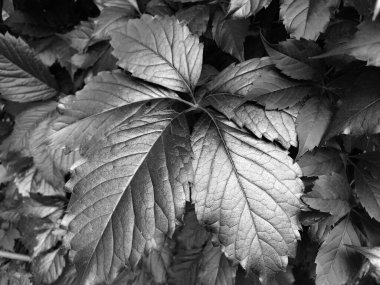 Büyük yapraklardan doğal tek renkli arkaplan