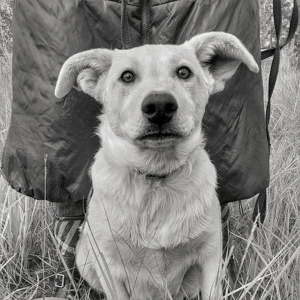 Retrato blanco y negro de un perro blanco — Foto de Stock