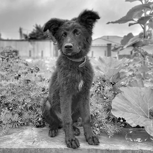 Retrato monocromático de um cachorro preto desgrenhado — Fotografia de Stock