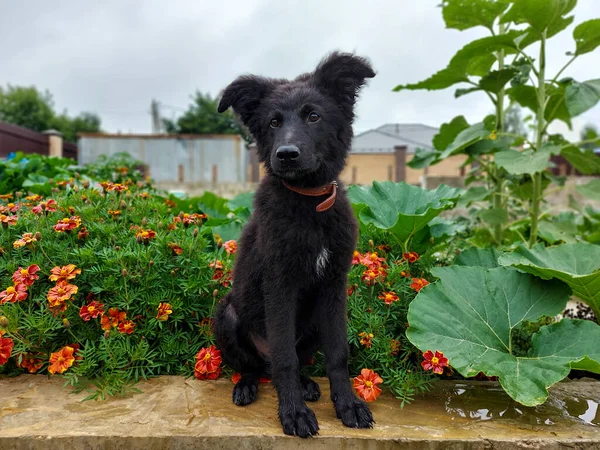 Retrato de cuerpo entero de un cachorro negro peludo sentado entre flores — Foto de Stock