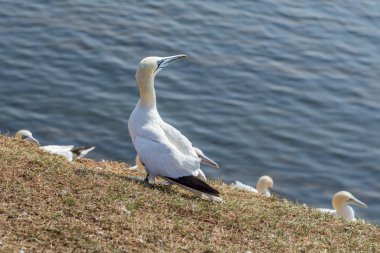 Bir uçurum Helgoland Adaları üzerinde Kuzey Gannet