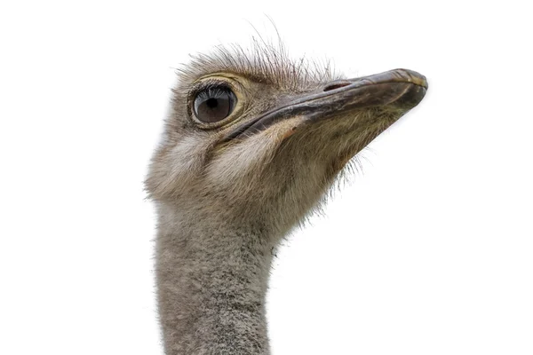 Cabeça de uma avestruz isolada em branco Fotografia De Stock