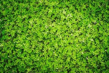 yaprak yeşil arka plan