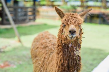 Hayvanat Bahçesi'nde alpaka