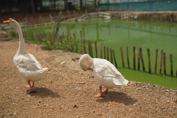 Ganso branco que vive no zoológico — Fotografia de Stock