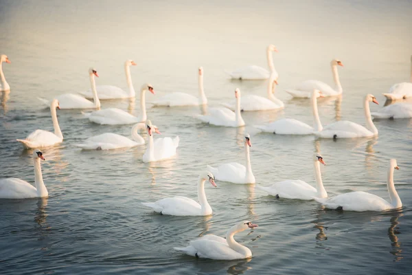 Cisnes no lago pela manhã — Fotografia de Stock