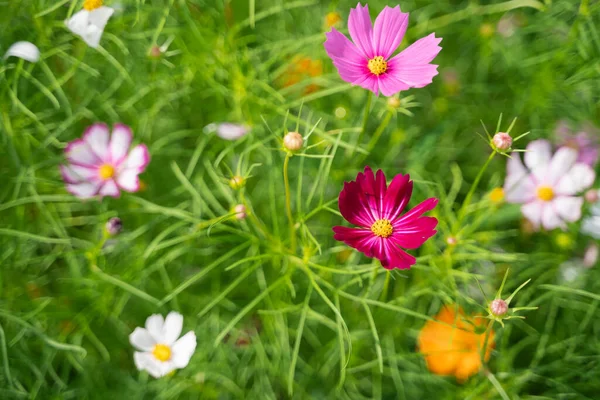 Cosmos Flores Jardín Flores Concepto Flores Naturaleza — Foto de Stock