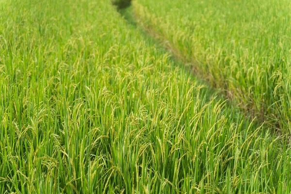 natural concept, rice farm fresh in the morning