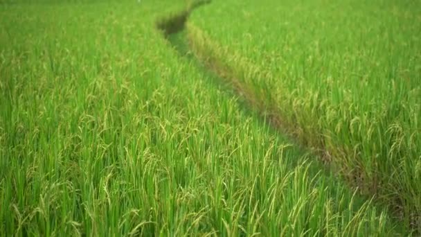 Imágenes Granja Arroz Mañana — Vídeo de stock