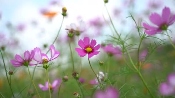 Πλάνα Από Λουλούδια Του Σύμπαντος Στον Κήπο Λουλούδια Την Έννοια — Αρχείο Βίντεο