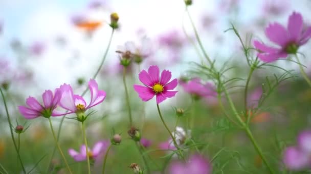 Footage of cosmos flowers in the flower garden, nature flowers concept — Stock Footage Footage Cosmos Flowers Flower Garden Nature Flowers Concept Stock Video