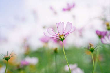 Çiçek bahçesinde kozmos çiçekleri, doğa çiçekleri konsepti