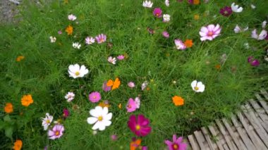 Çiçek bahçesindeki kozmos çiçeklerinin görüntüsü, doğa çiçekleri konsepti.