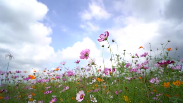Footage of cosmos flowers in the flower garden, nature flowers concept — Stock Footage Footage Cosmos Flowers Flower Garden Nature Flowers Concept Stock Footage
