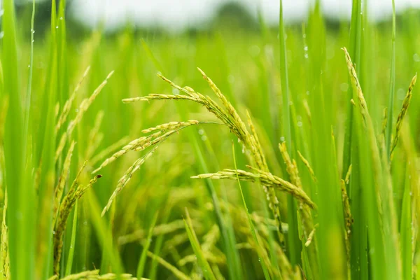 close up of fresh rice at the rice farm in the morning