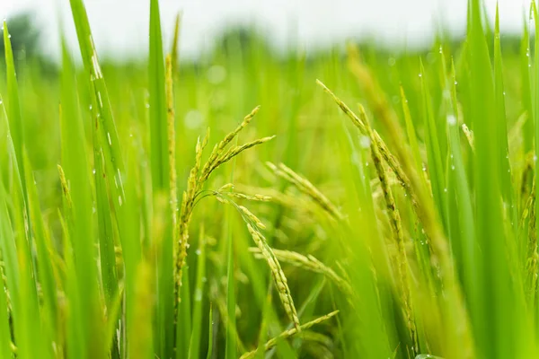 close up of fresh rice at the rice farm in the morning